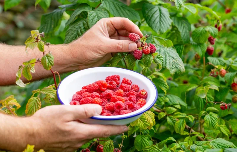 Red Raspberry Live Plant – 5" Pot – Outdoor Fruiting Shrub - Image 5