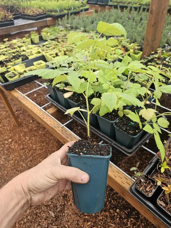 Red Raspberry Live Plant – 5" Pot – Outdoor Fruiting Shrub - Image 6