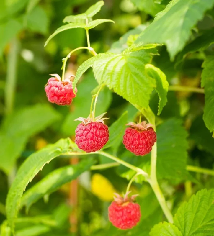 Red Raspberry Live Plant – Rubus idaeus – 2" Pot – Vigorous Berry Cane - Image 2