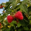 Red Raspberry Live Plant – Rubus idaeus – 2" Pot – Vigorous Berry Cane - Image 1