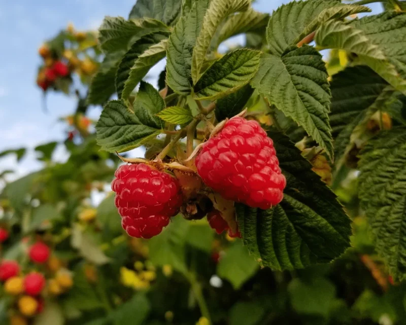 Red Raspberry Live Plant – Rubus idaeus – 2" Pot – Vigorous Berry Cane - Image 1