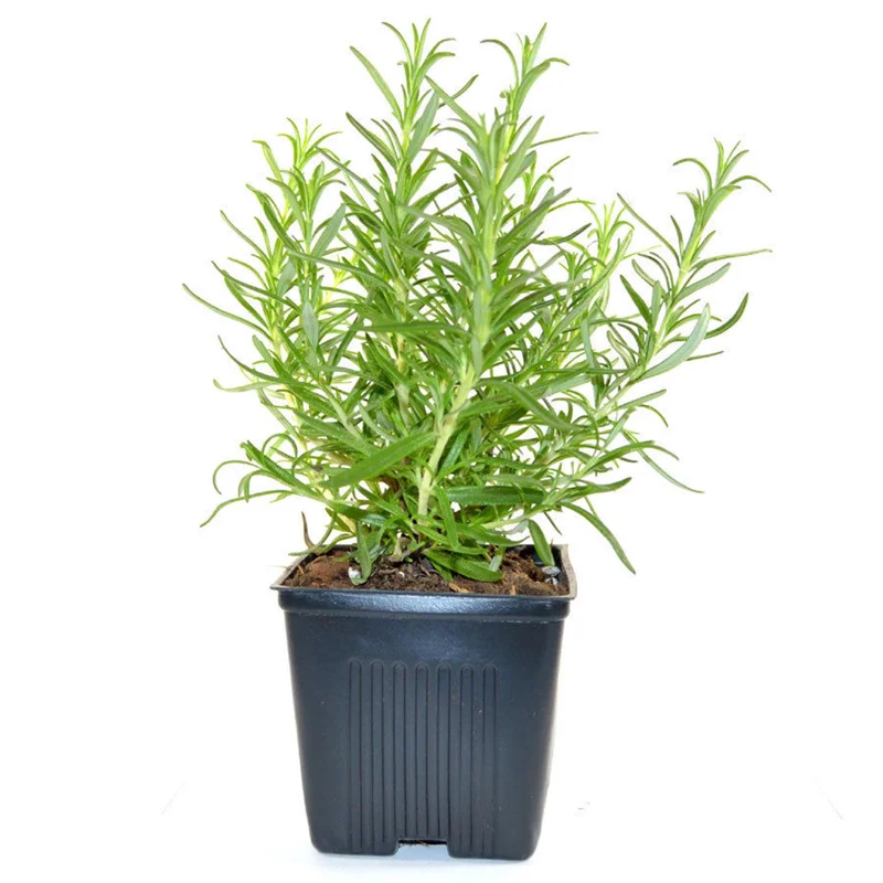 Rosemary Live Herb Plant 10" Tall in 4" Pot - Culinary & Aromatic Evergreen - Image 2