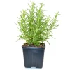 Rosemary Live Herb Plant 10" Tall in 4" Pot - Culinary & Aromatic Evergreen - Image 1