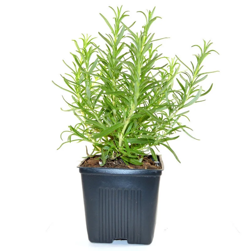 Rosemary Live Herb Plant 10" Tall in 4" Pot - Culinary & Aromatic Evergreen - Image 1