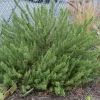 Rosemary Upright ARP Live Plant – 3-5 Inches Tall – Fast Growing Herb - Image 1