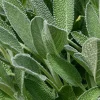 Sage Herb Live Plant, 3.5 inch Pot, Culinary Garden Herb - Image 1