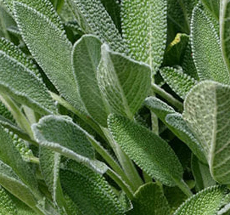 Sage Herb Live Plant, 3.5 inch Pot, Culinary Garden Herb - Image 1