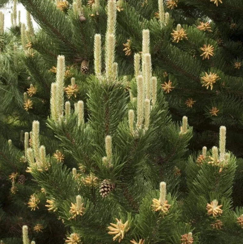 Set of 2 Live Austrian Pine Trees – 4-6" Tall – Hardy Evergreen Plants - Image 2