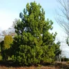 Set of 2 Live Austrian Pine Trees – 4-6" Tall – Hardy Evergreen Plants - Image 1
