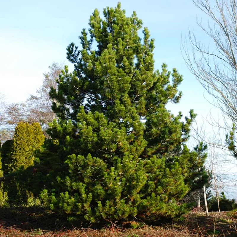 Set of 2 Live Austrian Pine Trees – 4-6" Tall – Hardy Evergreen Plants - Image 1