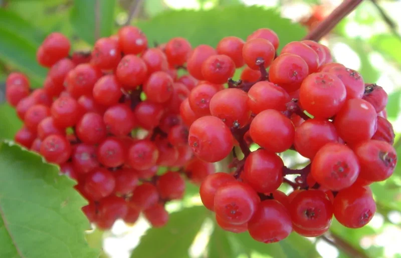 Set of 2 Red Elderberry Live Plants – Hardy Shrubs with Bright Red Berries – Outdoor - Image 2