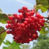 Set of 2 Red Elderberry Live Plants – Hardy Shrubs with Bright Red Berries – Outdoor - Image 1
