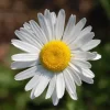 Set of 2 White Daisy Live Plants – Perennial Flowers for Gardens - Image 1