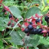 Set of 3 Black Salal Berry Live Plants – 4-8" Tall – Evergreen Edible Shrubs - Image 1