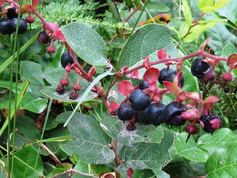 Set of 3 Black Salal Berry Live Plants – 4-8" Tall – Evergreen Edible Shrubs - Image 1