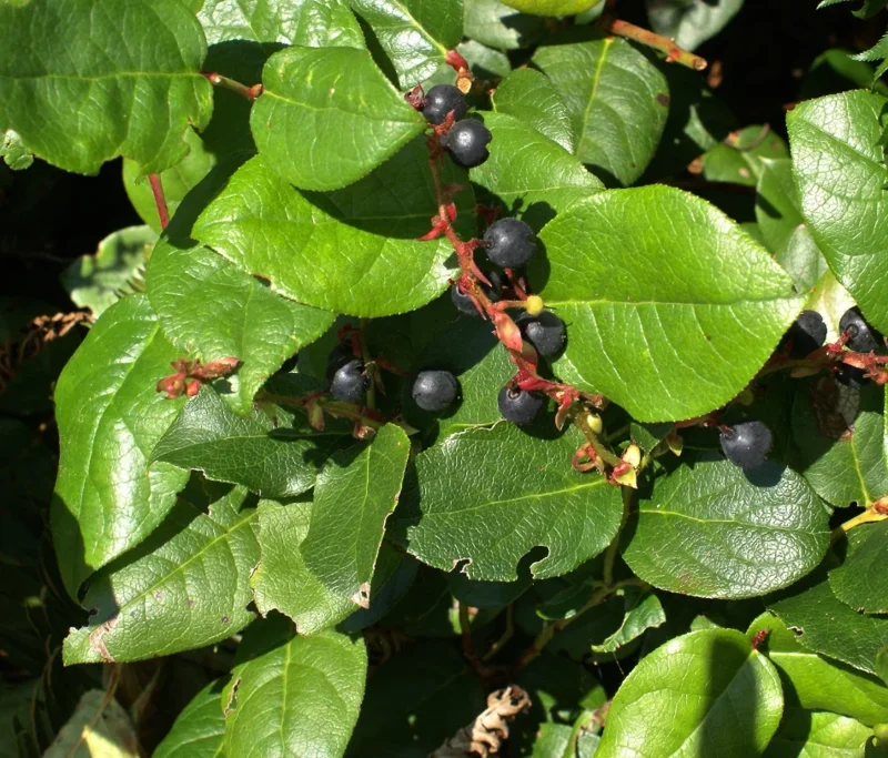 Set of 3 Black Salal Berry Live Plants – 4-8" Tall – Evergreen Edible Shrubs - Image 2