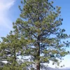 Set of 4 Live Ponderosa Pine Trees – 3" Pots – Hardy Evergreen Conifers - Image 1