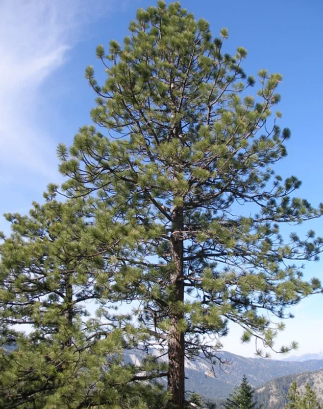 Set of 4 Live Ponderosa Pine Trees – 3" Pots – Hardy Evergreen Conifers - Image 1