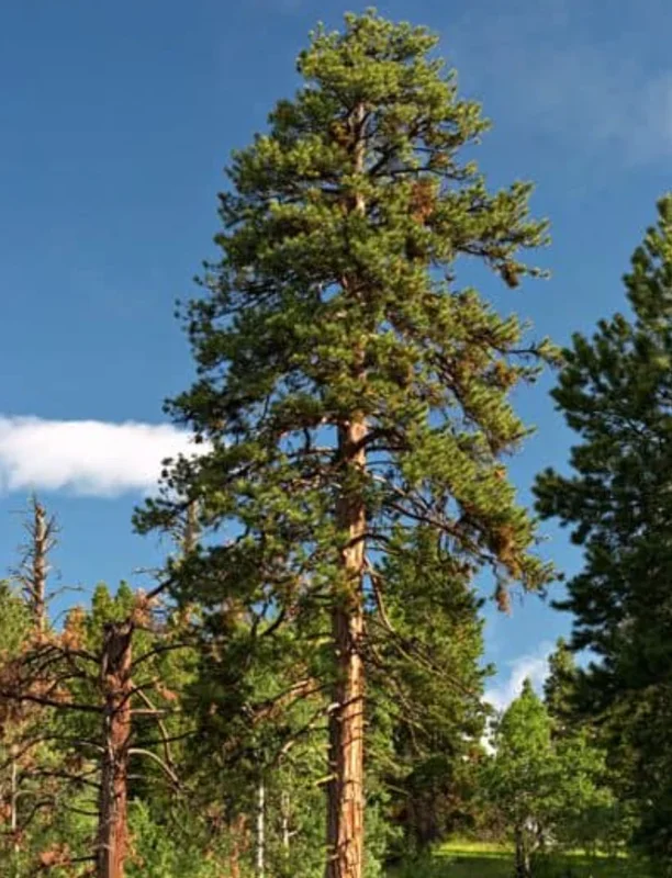 Set of 4 Live Ponderosa Pine Trees – 3" Pots – Hardy Evergreen Conifers - Image 2