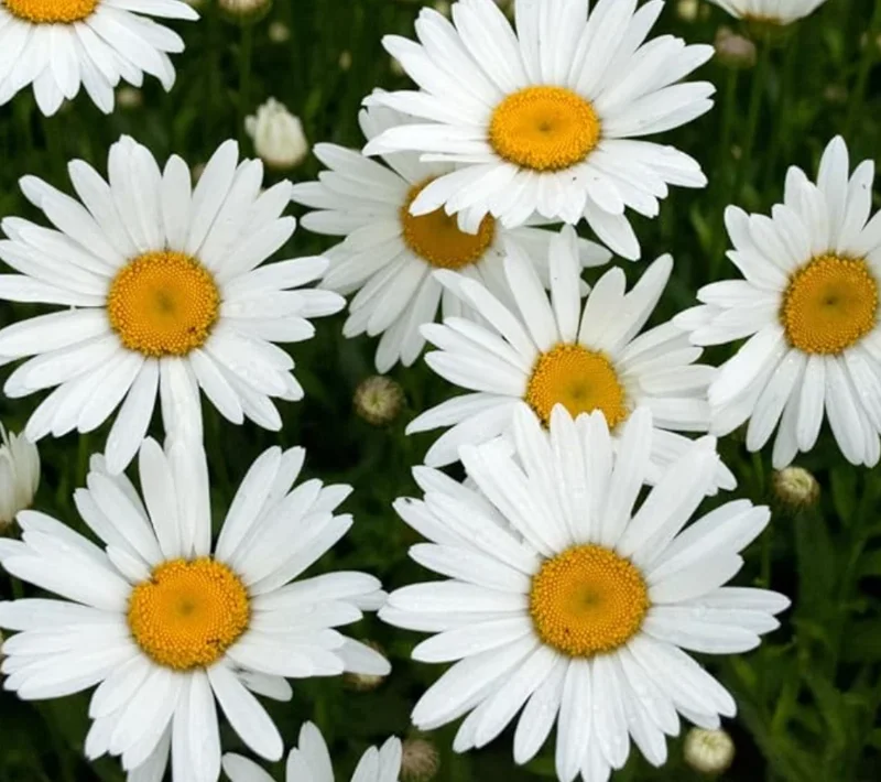 Set of 4 Oxeye Daisy Live Plants – Perennial Wildflowers – 3 inch Pots – Outdoor - Image 2