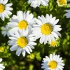 Set of 4 Oxeye Daisy Live Plants – Perennial Wildflowers – 3 inch Pots – Outdoor - Image 1