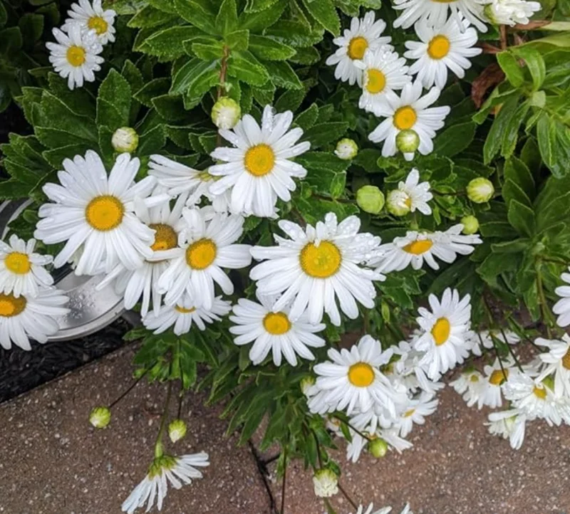Set of 4 Oxeye Daisy Live Plants – Perennial Wildflowers – 3 inch Pots – Outdoor - Image 3