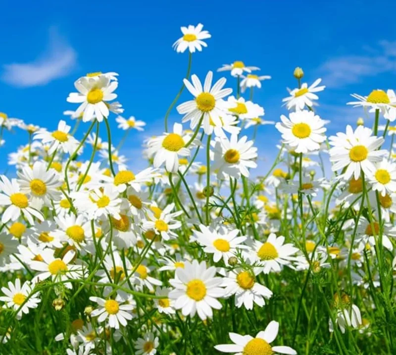 Set of 4 Oxeye Daisy Live Plants – Perennial Wildflowers – 3 inch Pots – Outdoor - Image 4