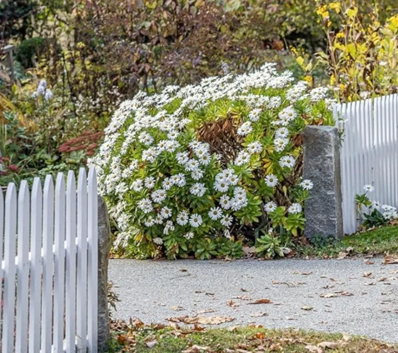 Set of 4 Oxeye Daisy Live Plants – Perennial Wildflowers – 3 inch Pots – Outdoor - Image 5