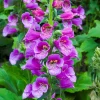 Set of 6 Live Purple Foxglove Plants – Starter Pots – Outdoor Cottage Flowers - Image 1