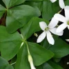 Shamrock Plant Live - 6 inch Height, 4 inch Pot, Potted Houseplant - Image 1