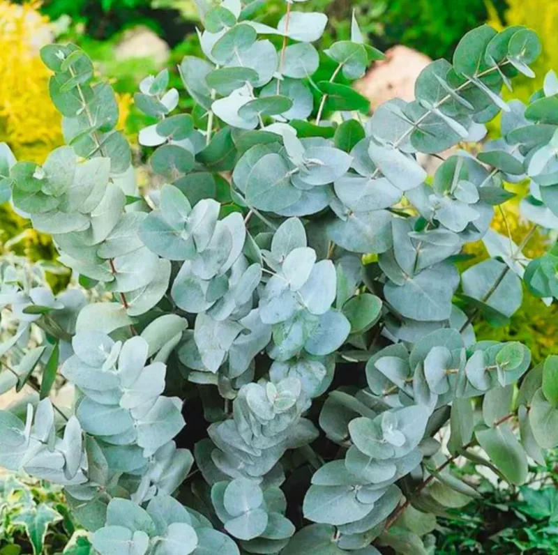 Silver Dollar Eucalyptus Live Plant – 2-4" Tall Seedlings with Soil – Outdoor - Image 2