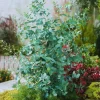 Silver Dollar Eucalyptus Live Plant – 2-4" Tall Seedlings with Soil – Outdoor - Image 1