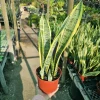 Snake Plant Sansevieria Yellow Live Plant – 6 inch Pot – Indoor - Image 1