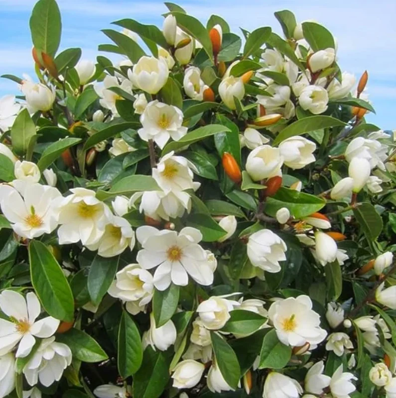 Southern Magnolia Live Plant – 10-18" Tall – 4" Pot – Outdoor Tree - Image 1