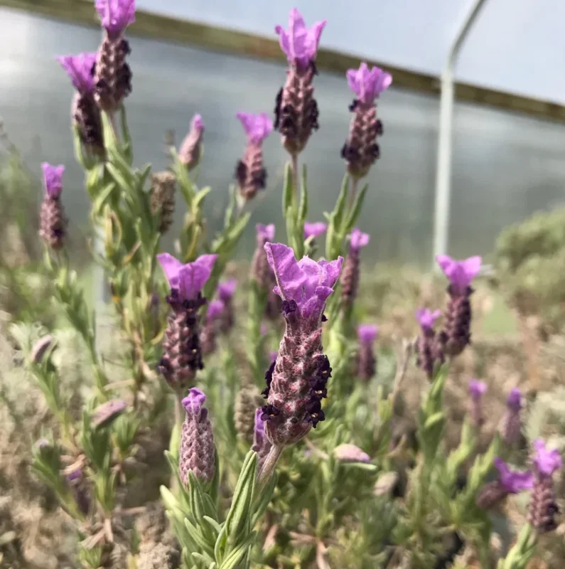 Spanish Lavender Live Plant – Fragrant Herb Shrub – 3 inch Pot - Image 2