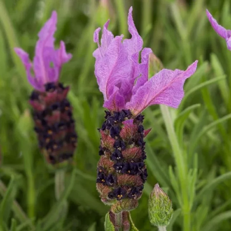 Spanish Lavender Live Plant – Fragrant Herb Shrub – 3 inch Pot - Image 1