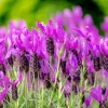 Spanish Lavender Live Plant – Purple Flowers – 5 inch Pot – Full Sun - Image 1