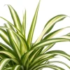 Spider Plant Live Houseplant - 10" Height in 4" Pot - Easy Care Indoor - Image 1