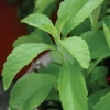 Stevia Live Plant – Natural Sweetener Herb – 1 Pot (2 Plants) – Edible - Image 1
