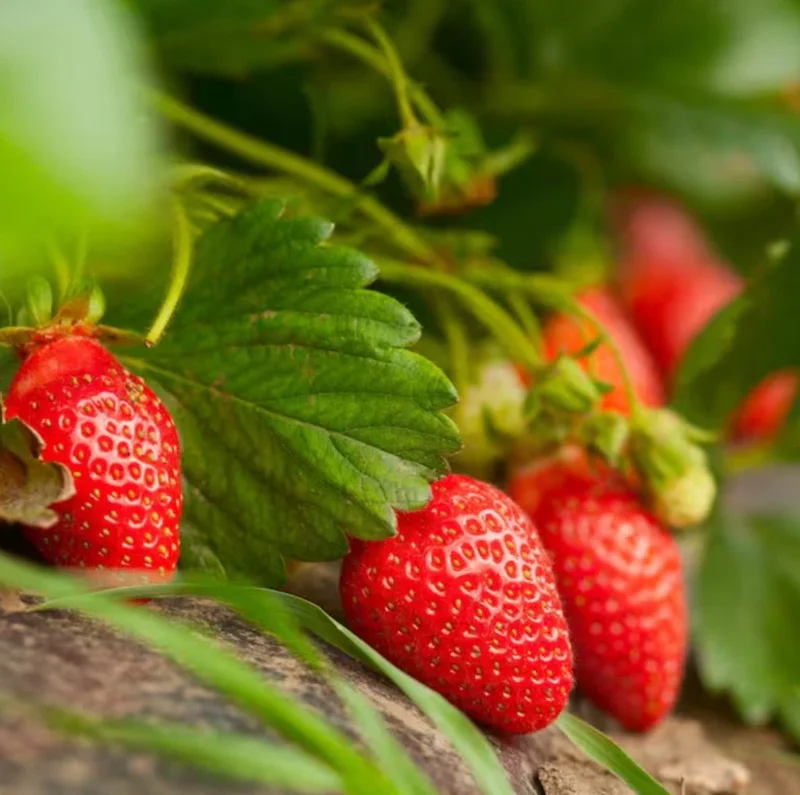Strawberry Tree Live Plant – Set of 2 – 5-8 Inch Tall – Outdoor Shrub - Image 2