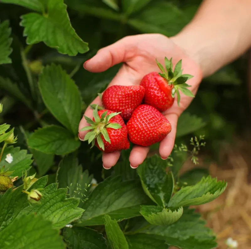 Strawberry Tree Live Plant – Set of 2 – 5-8 Inch Tall – Outdoor Shrub - Image 3