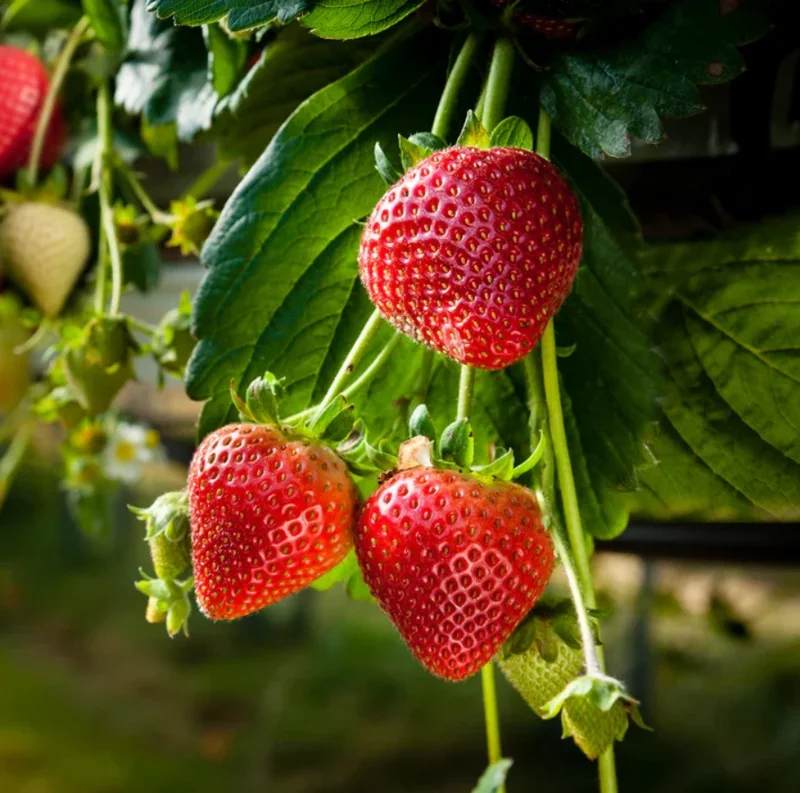 Strawberry Tree Live Plant – Set of 2 – 5-8 Inch Tall – Outdoor Shrub - Image 1