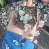 String of Hearts Live Plant – Trailing Succulent – 2 Inch Pot – Indoor - Image 1