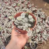 String of Hearts Live Plant – Trailing Succulent in 4" Pot – Easy Care Indoor Houseplant - Image 1