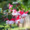 Swingtime Fuchsia Live Plant – 5" Pot – Red & White Blooms – Shade - Image 1