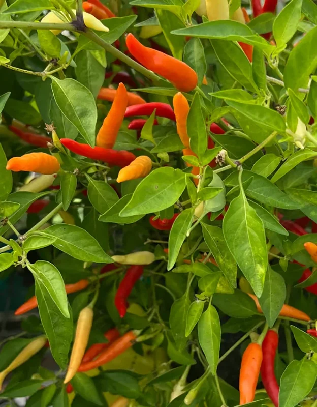 Tabasco Pepper Live Plant - Spicy Edible Pepper - 1 Pot (2 Plants) - Image 2