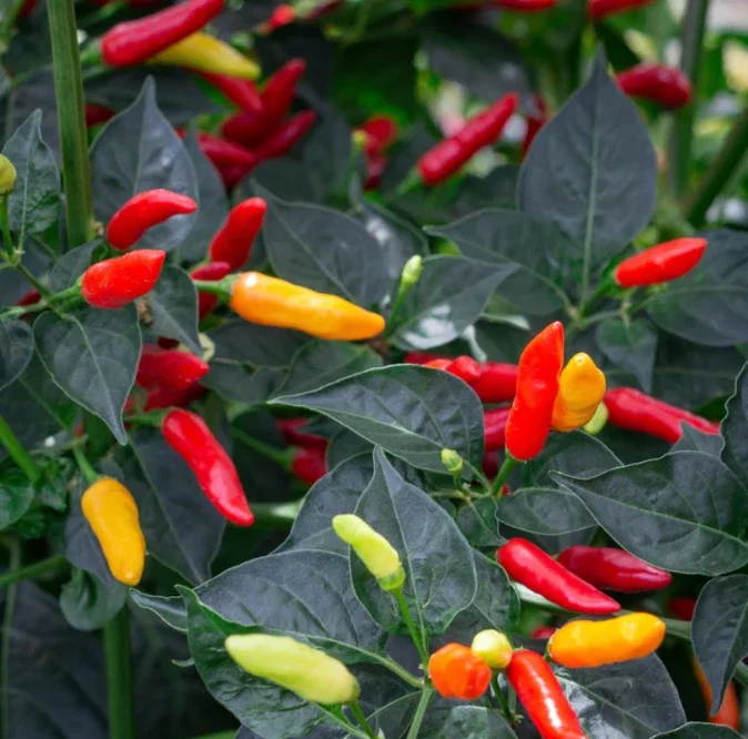 Tabasco Pepper Live Plant - Spicy Edible Pepper - 1 Pot (2 Plants) - Image 3
