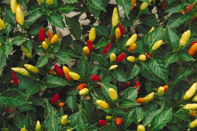 Tabasco Pepper Live Plant - Spicy Edible Pepper - 1 Pot (2 Plants) - Image 4