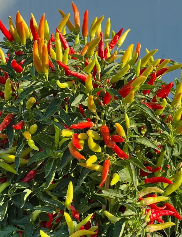 Tabasco Pepper Live Plant - Spicy Edible Pepper - 1 Pot (2 Plants) - Image 5