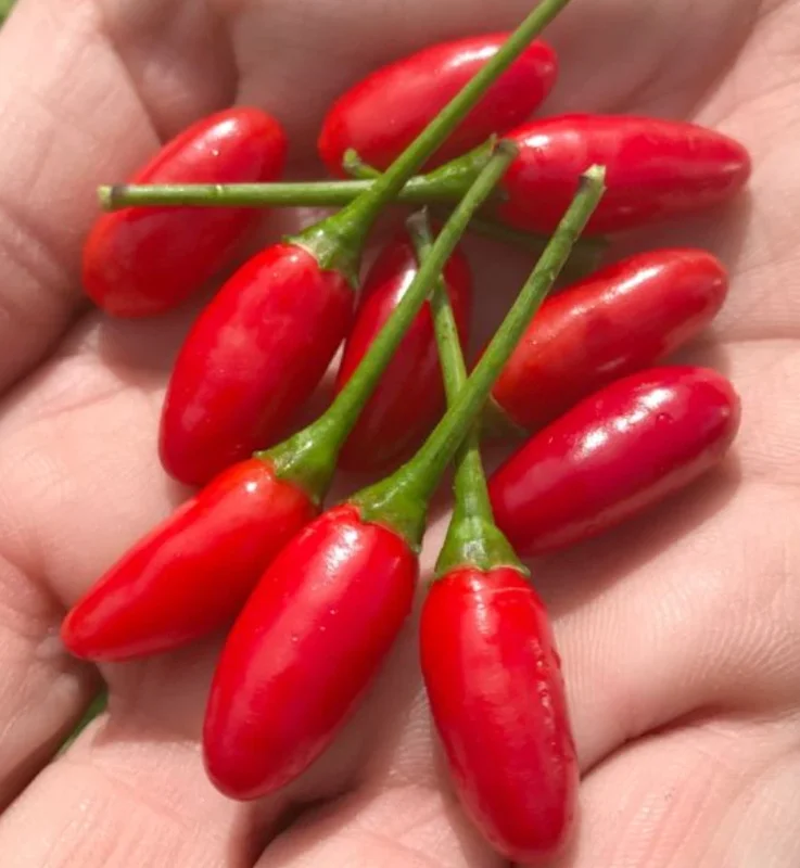 Tabasco Pepper Live Plant - Spicy Edible Pepper - 1 Pot (2 Plants) - Image 6